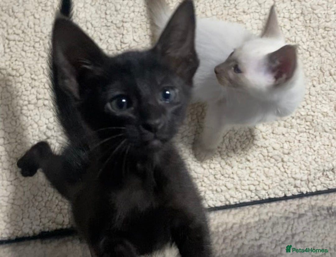 Oriental cats for sale: Oriental kittens  - Advert 25