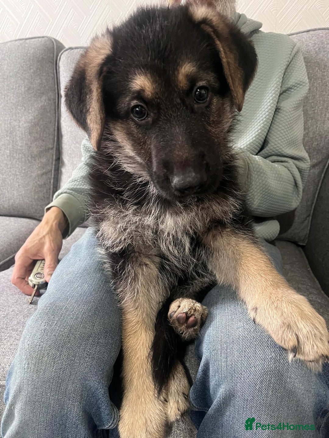 German Shepherd dogs for sale: Beautiful KC Registered German Shepherd Pups  - Image 4