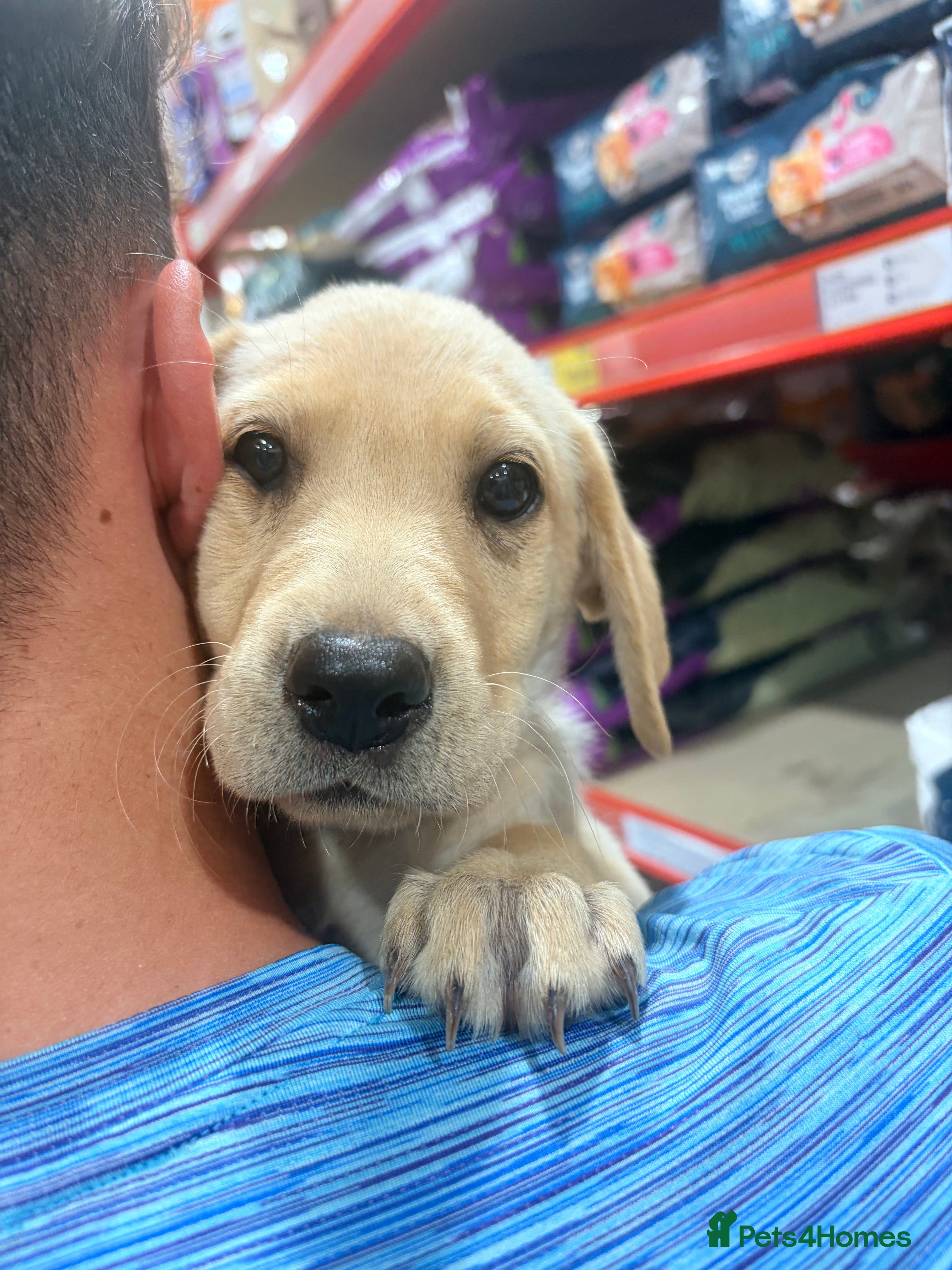 Labrador Retriever dogs Ready to go now. £800 - Advert 2