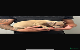 Italian Greyhound dogs for sale: Kc registered Italian greyhound puppies - Image 5