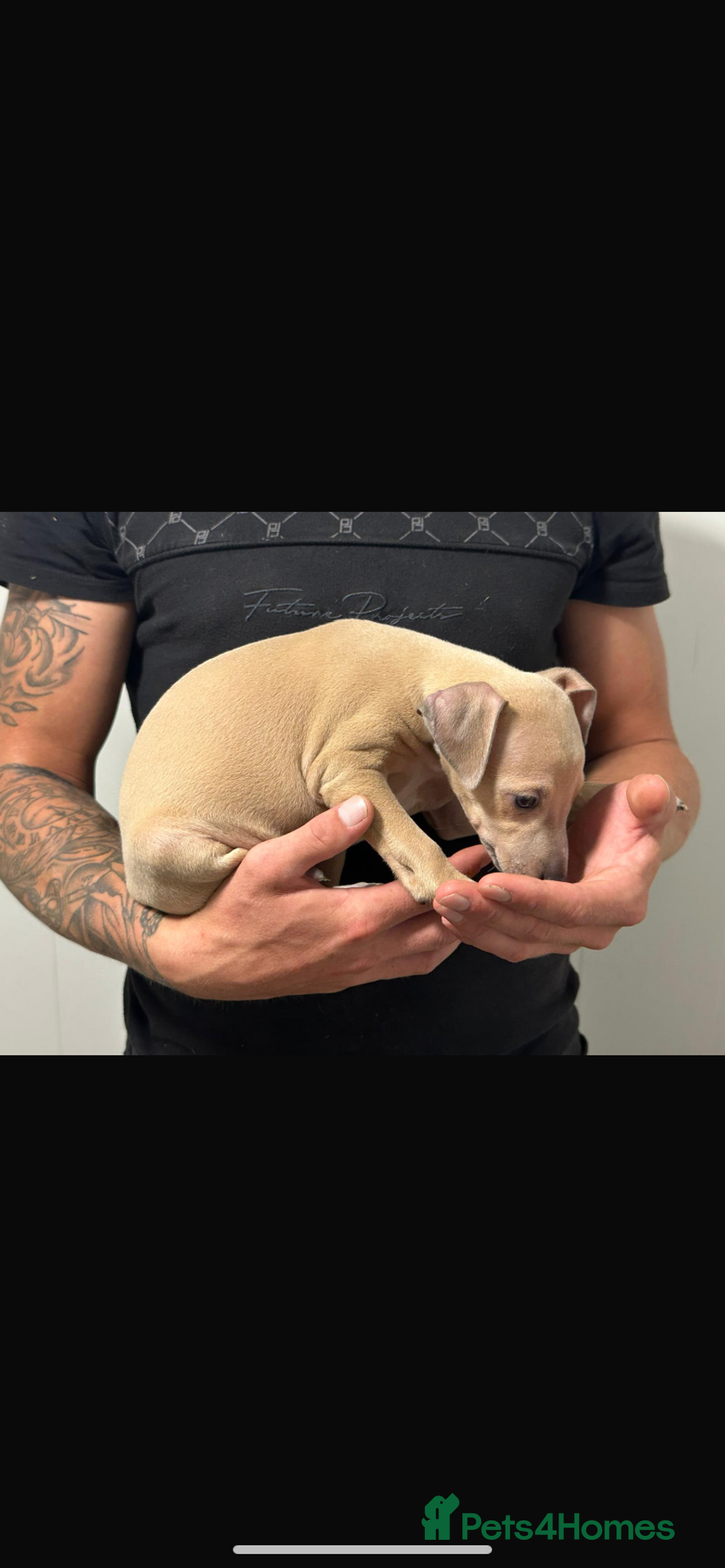 Italian Greyhound dogs for sale: Kc registered Italian greyhound puppies - Image 5