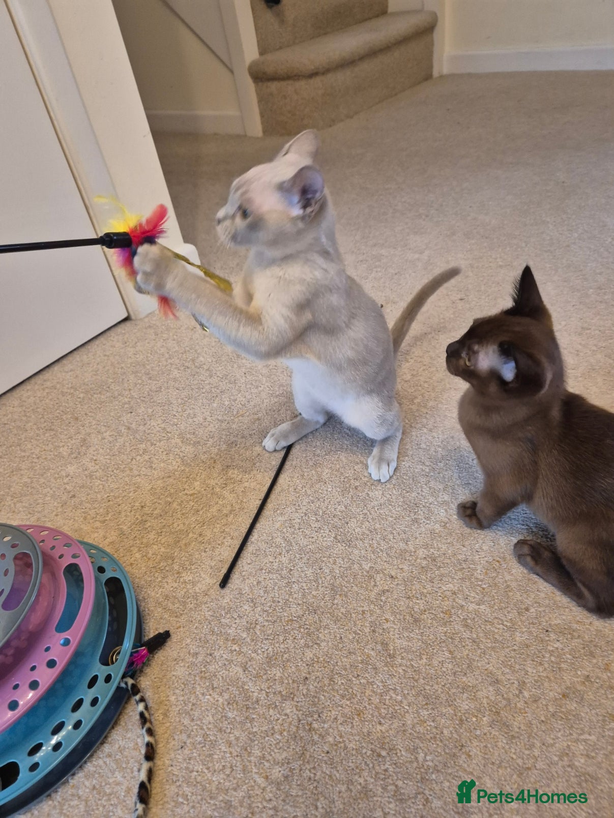 Burmese cats for sale: Pedigree Burmese Kittens Available - Advert 19