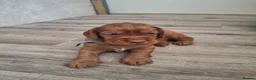 Cocker Spaniel dogs for sale: 4 Red Working Cocker Spaniel Boys - Advert 20