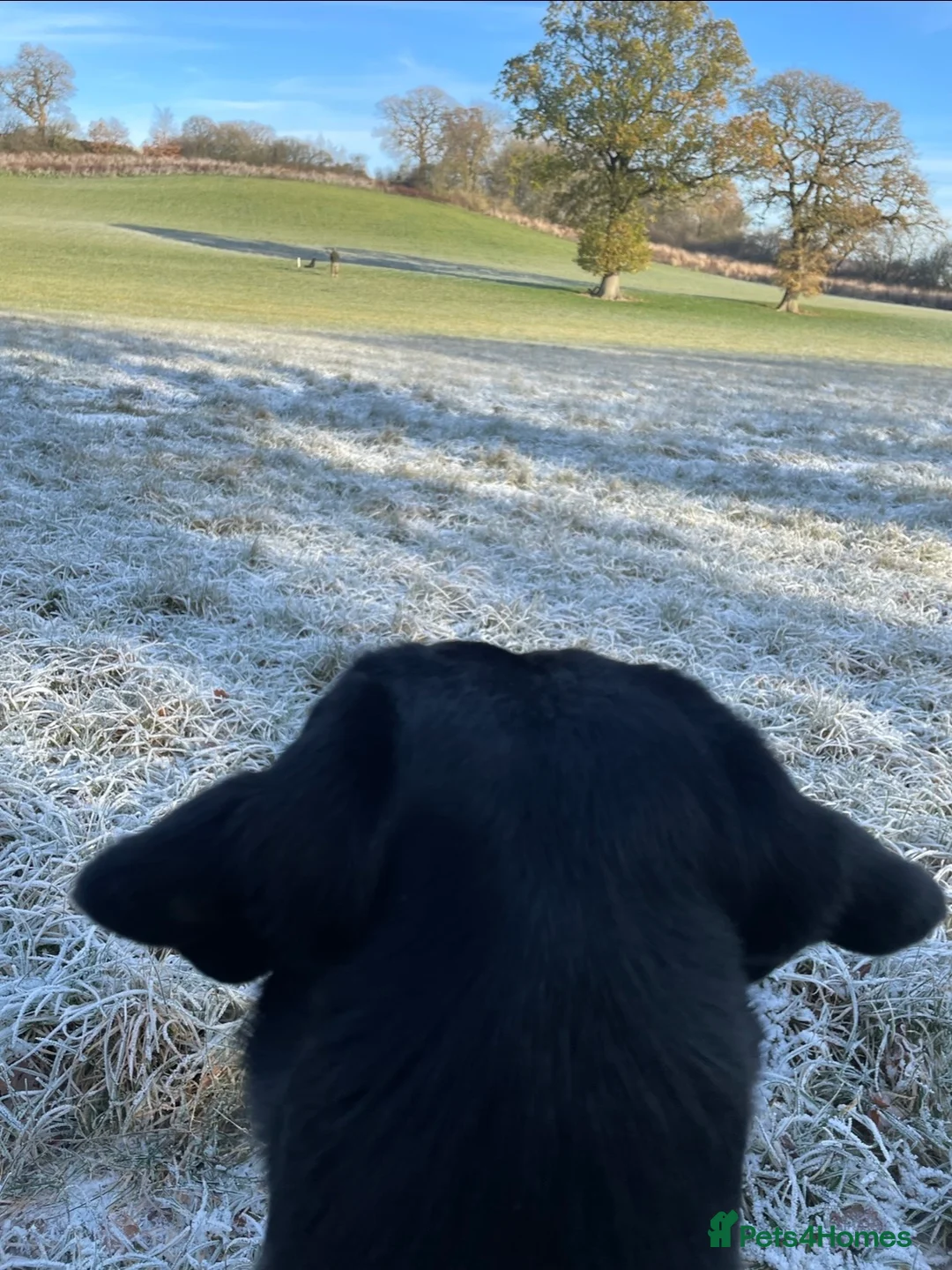 Labrador Retriever dogs for stud: Health Tested Working Labrador Retriever For Stud in Burton-on-Trent - Advert 13