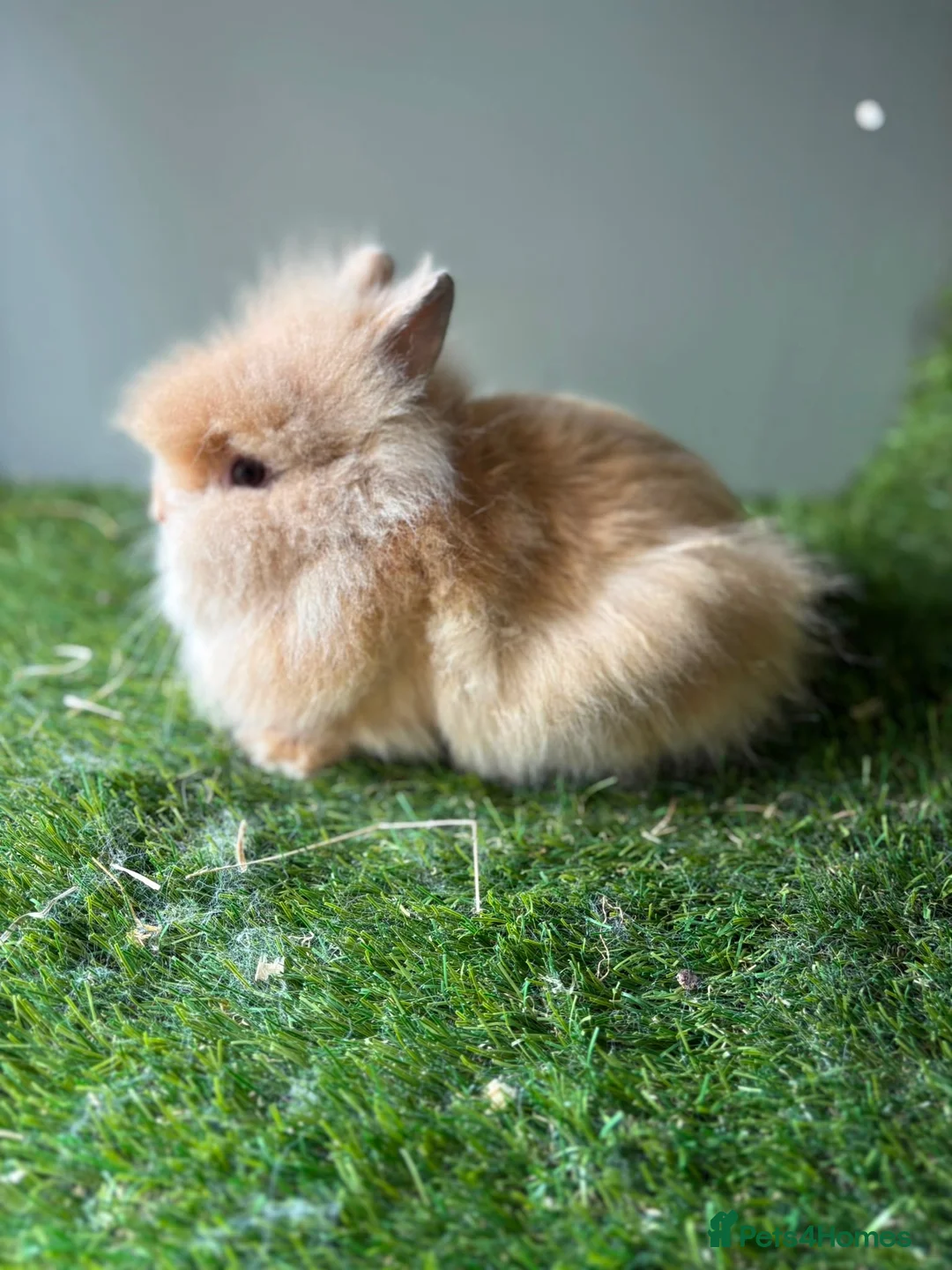 Lionhead rabbits for sale: Double mained lionheads ready now  - Advert 9