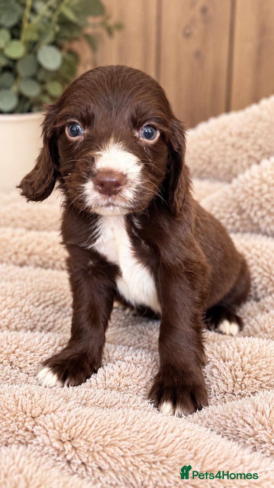 Cocker Spaniel dogs LAST BOY!! Chocolate cocker spaniel pups  - Advert 2