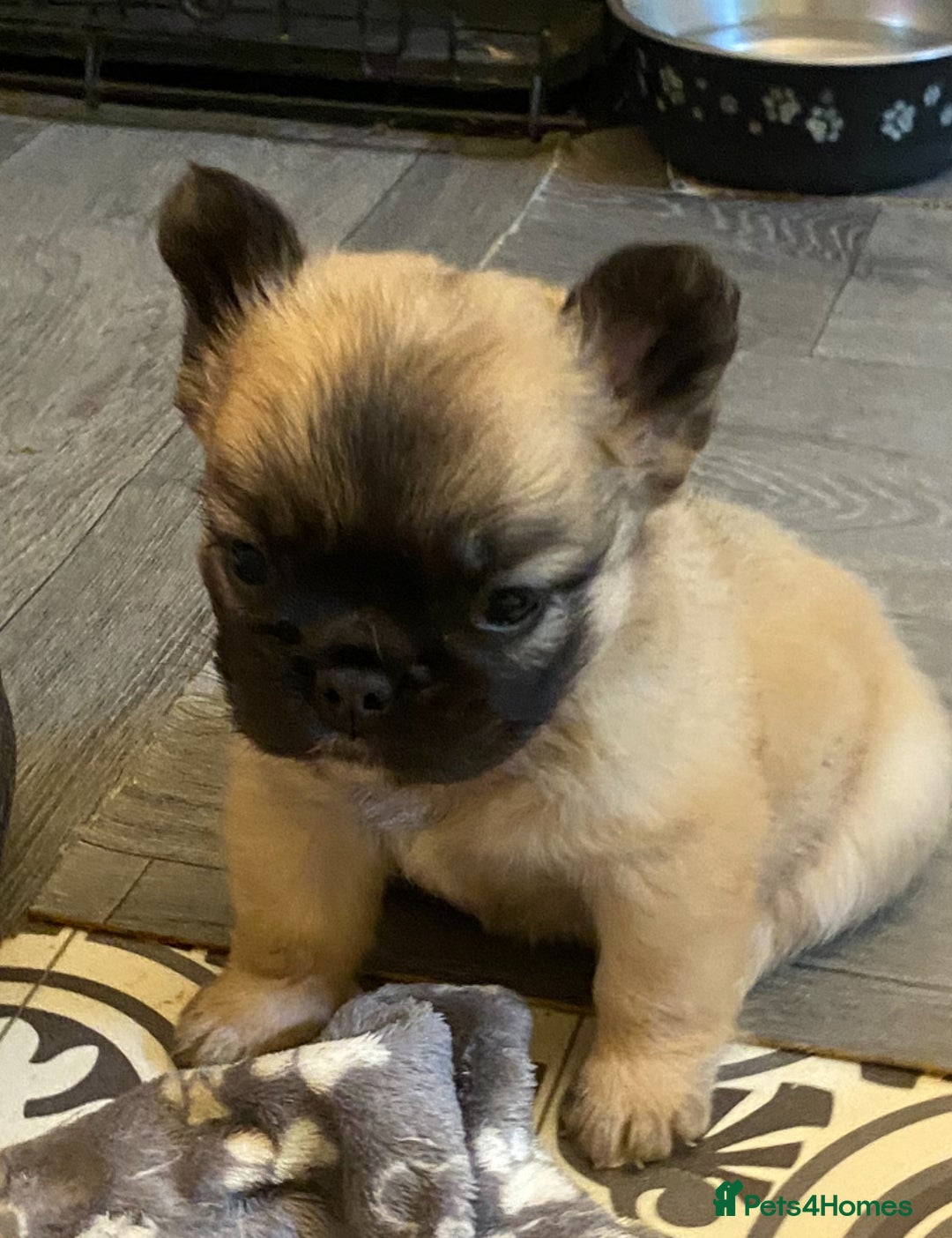 French Bulldog dogs for sale: Quality health tested/KC fluffy French bulldogs - Image 21