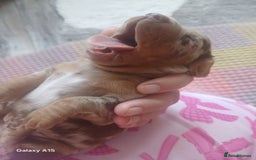 Miniature Dachshund dogs for sale: Minture dachshund puppies  - Image 20