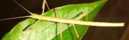 Stick Insects invertebrates for sale: Stick insects  in Glasgow - Advert 2