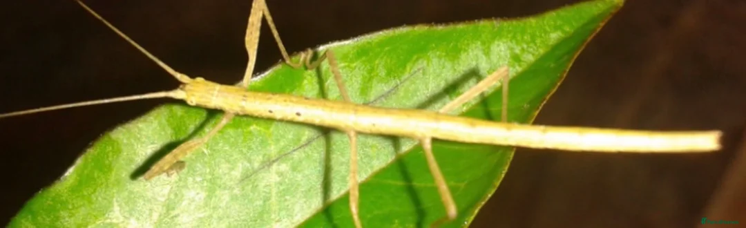Stick Insects invertebrates for sale: Stick insects  in Glasgow - Advert 2