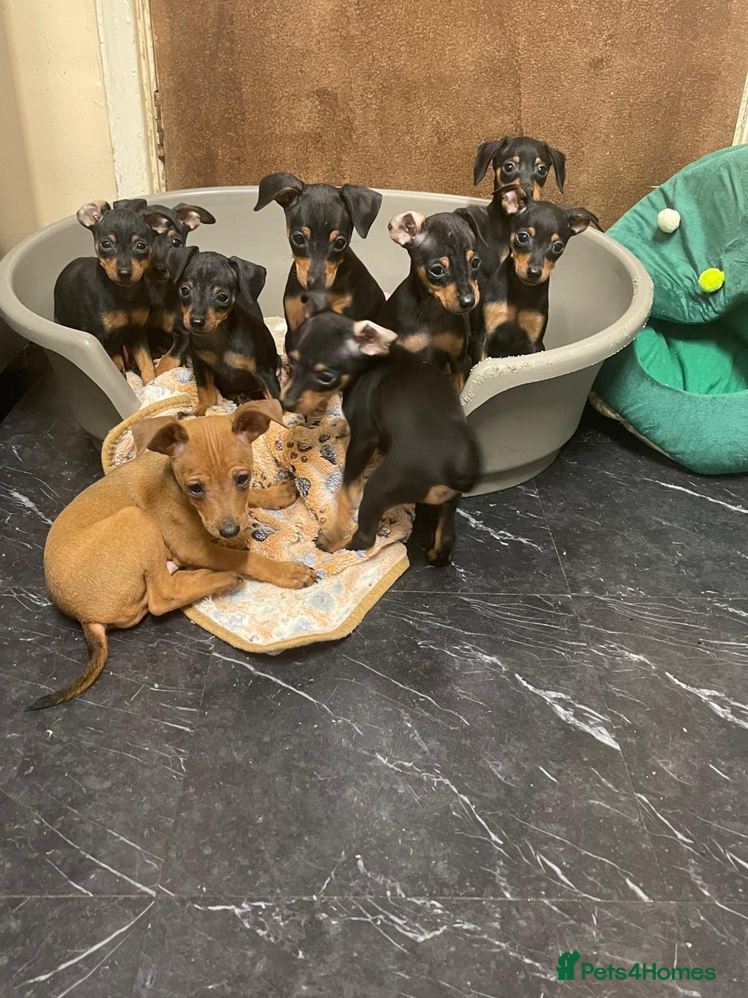 Miniature Pinscher dogs for sale: Beautiful Miniature Pinscher . - Advert 4
