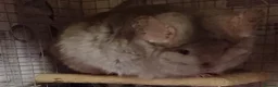 Chinchilla rodents for sale: Adult female RPA/RPAc bonded pair  - Advert 1