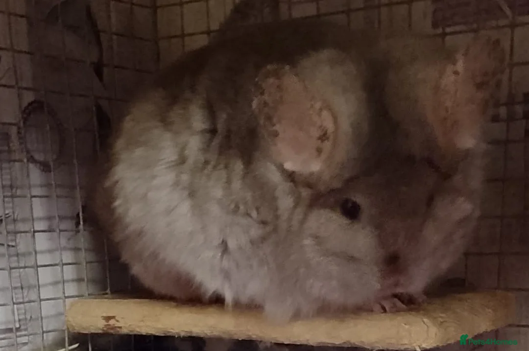 Chinchilla rodents for sale: Adult female RPA/RPAc bonded pair  - Advert 1