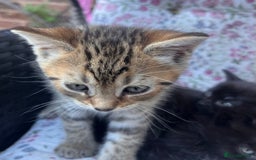 British Shorthair cats for sale: Beautiful fluffy kittens ready in 2 weeks  - Image 12