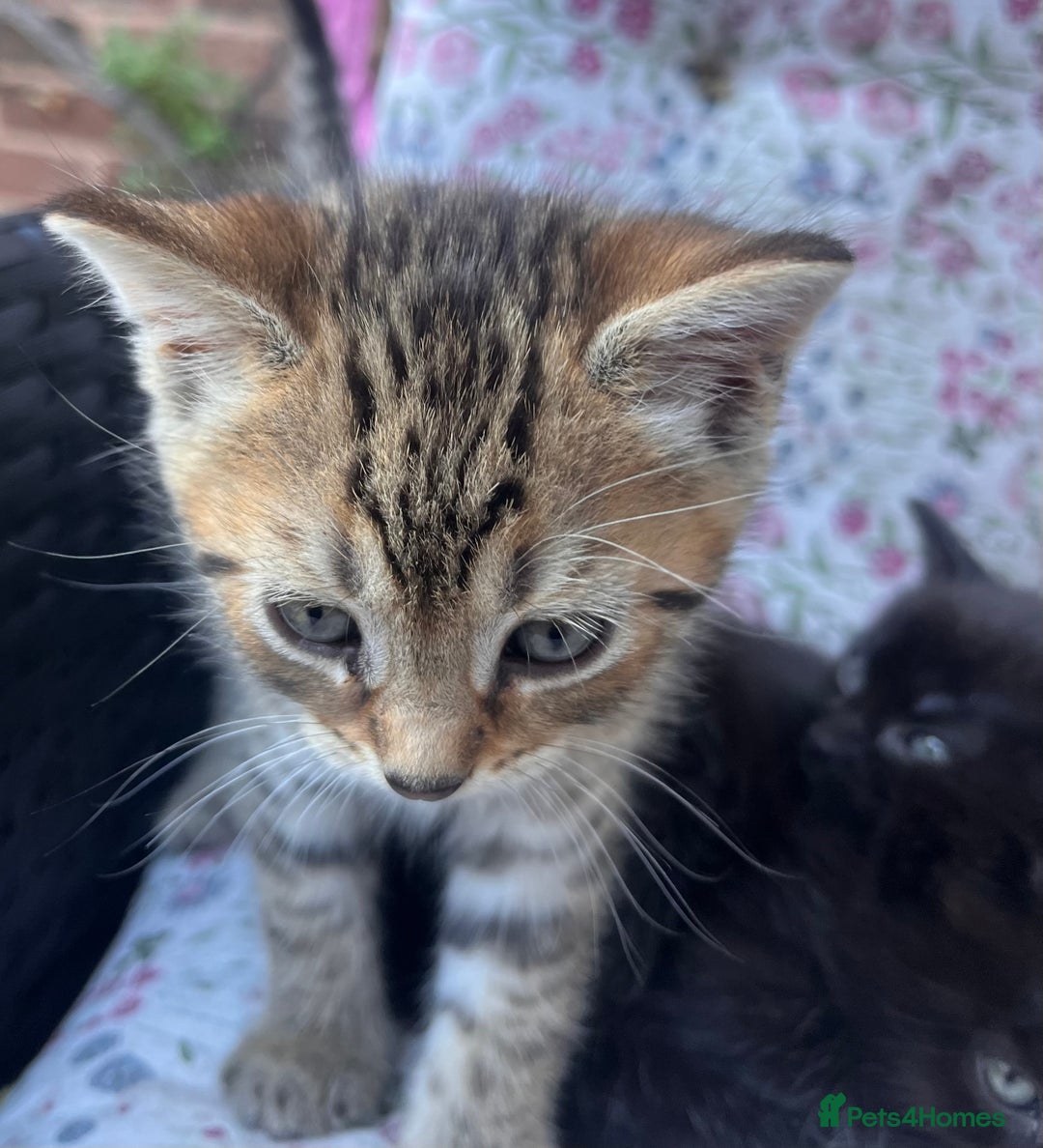 British Shorthair cats for sale: Beautiful fluffy kittens ready in 2 weeks  - Image 12