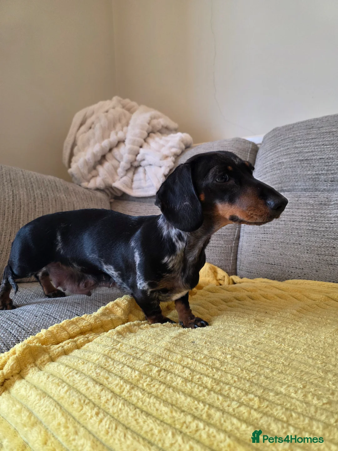 Miniature Dachshund dogs for sale: Mini brown and tan dachshund  in Llanelli - Advert 1