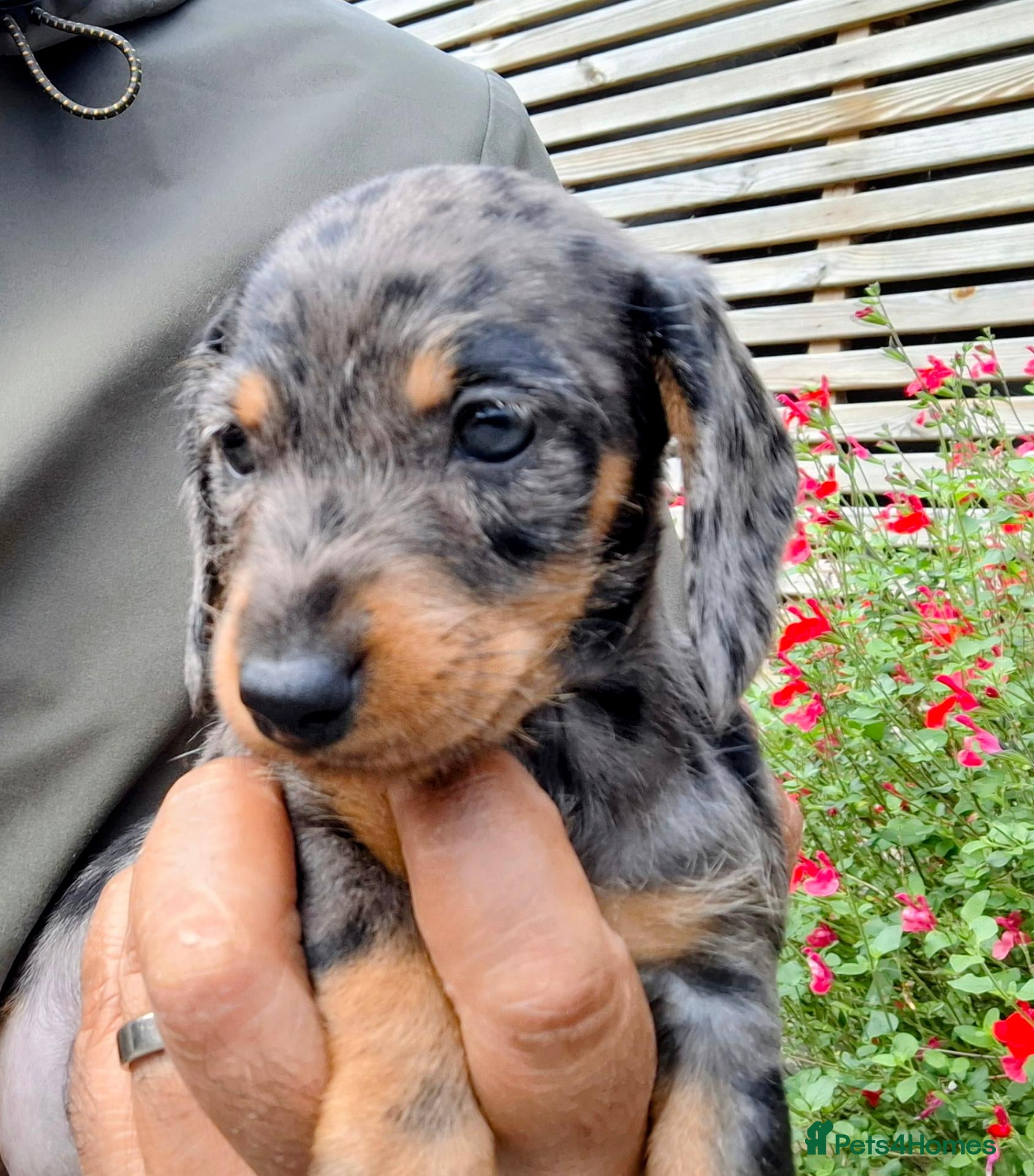 Miniature Dachshund dogs Beautiful Mini Wire-Haired Dachshund Babies  - Advert 12