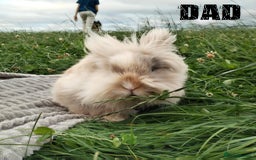 Lionhead rabbits for sale: Pure Breed Fluffy Double Mained Lionhead Boy - Image 12