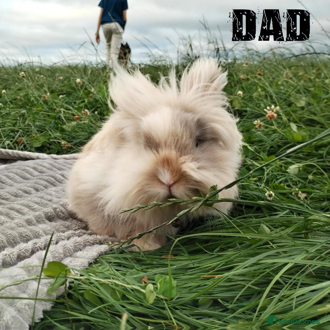Lionhead rabbits for sale: Pure Breed Fluffy Double Mained Lionhead Boy - Image 12