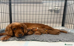 Cocker Spaniel dogs for sale: Show Type Cocker Spaniels - Image 1