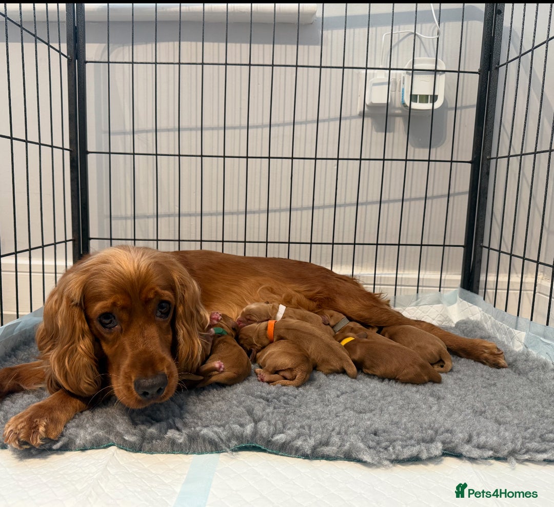 Cocker Spaniel dogs for sale: Show Type Cocker Spaniels - Image 1