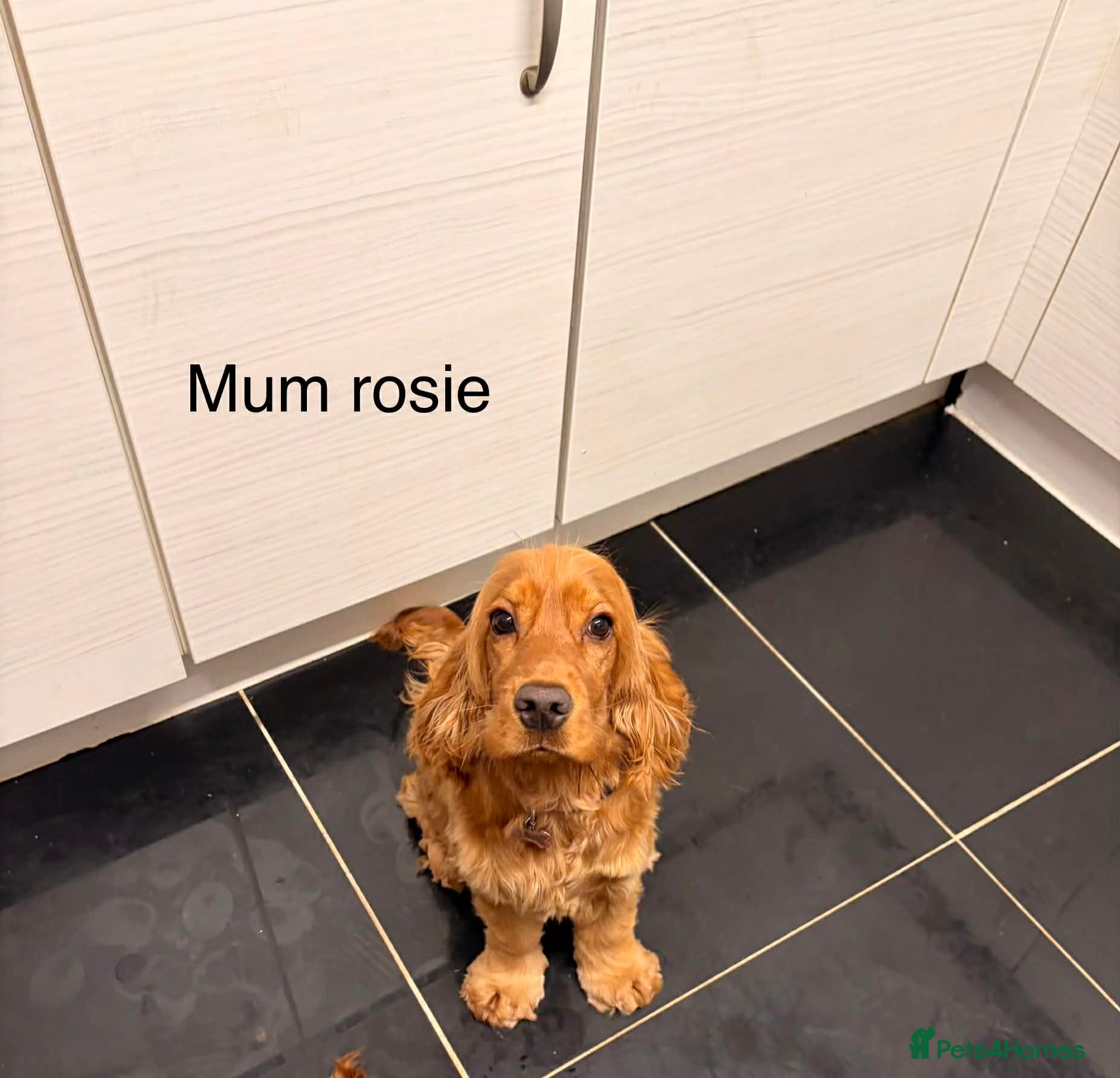 Cocker Spaniel dogs litter of 6 show cocker spaniel puppies  - Advert 2