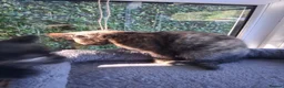 Mixed Breed cats for sale: Gorgeous Tortoiseshell and ghost tabbies 😻 - Advert 9