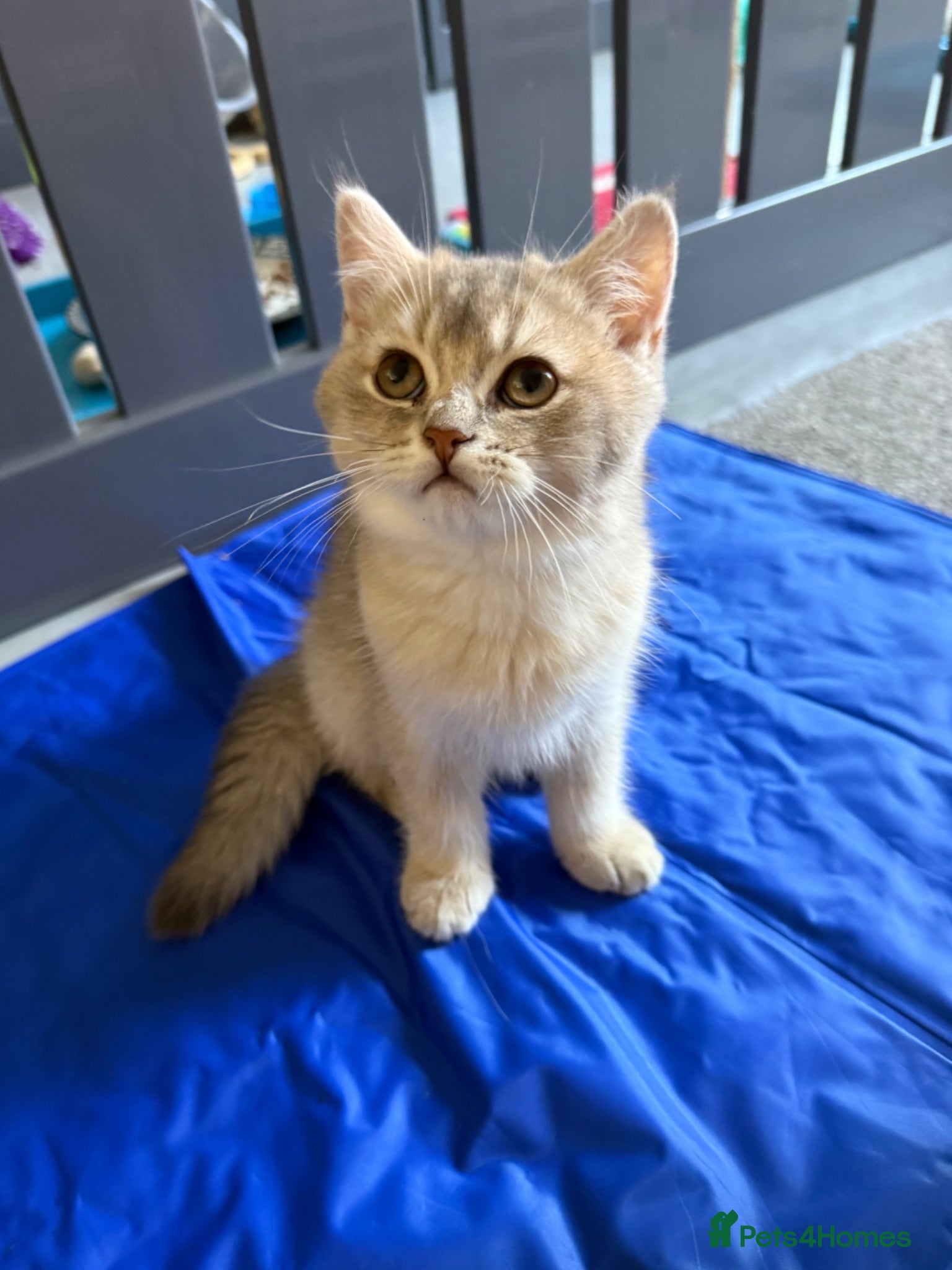 British Shorthair cats REDUCED RARE British Shorthair Golden Kittens  - Advert 2