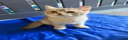 British Shorthair cats for sale: READY TO GO British Shorthair Golden Kittens  - Advert 10