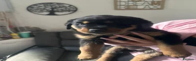 Rottweiler Puppy 5