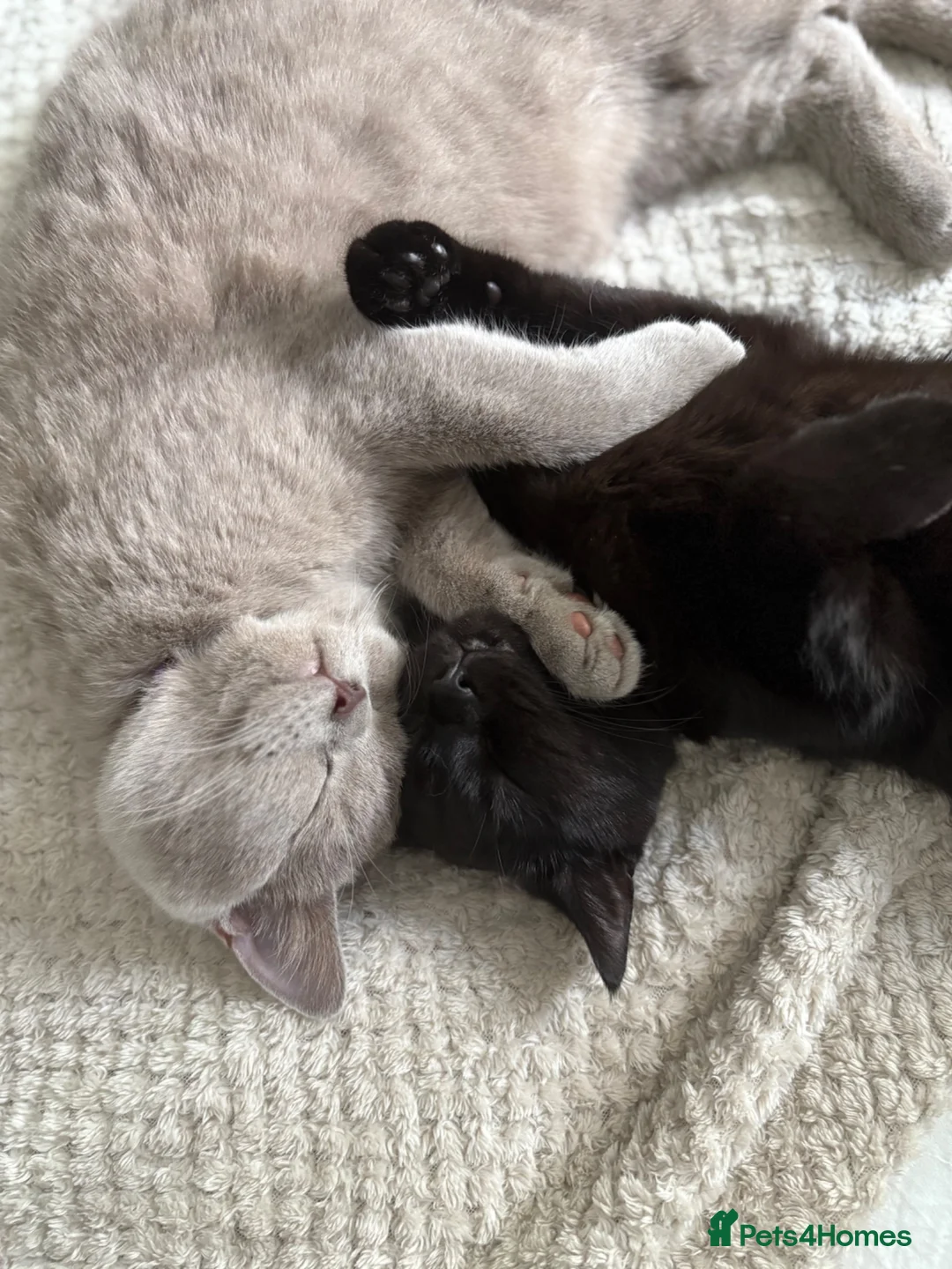 British Shorthair cats for sale: Rehoming - two female British short haired - Advert 1