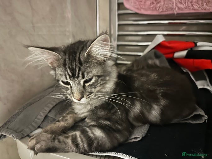 Gallery Image {{count}}