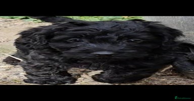 Cockapoo dogs - Advert 12