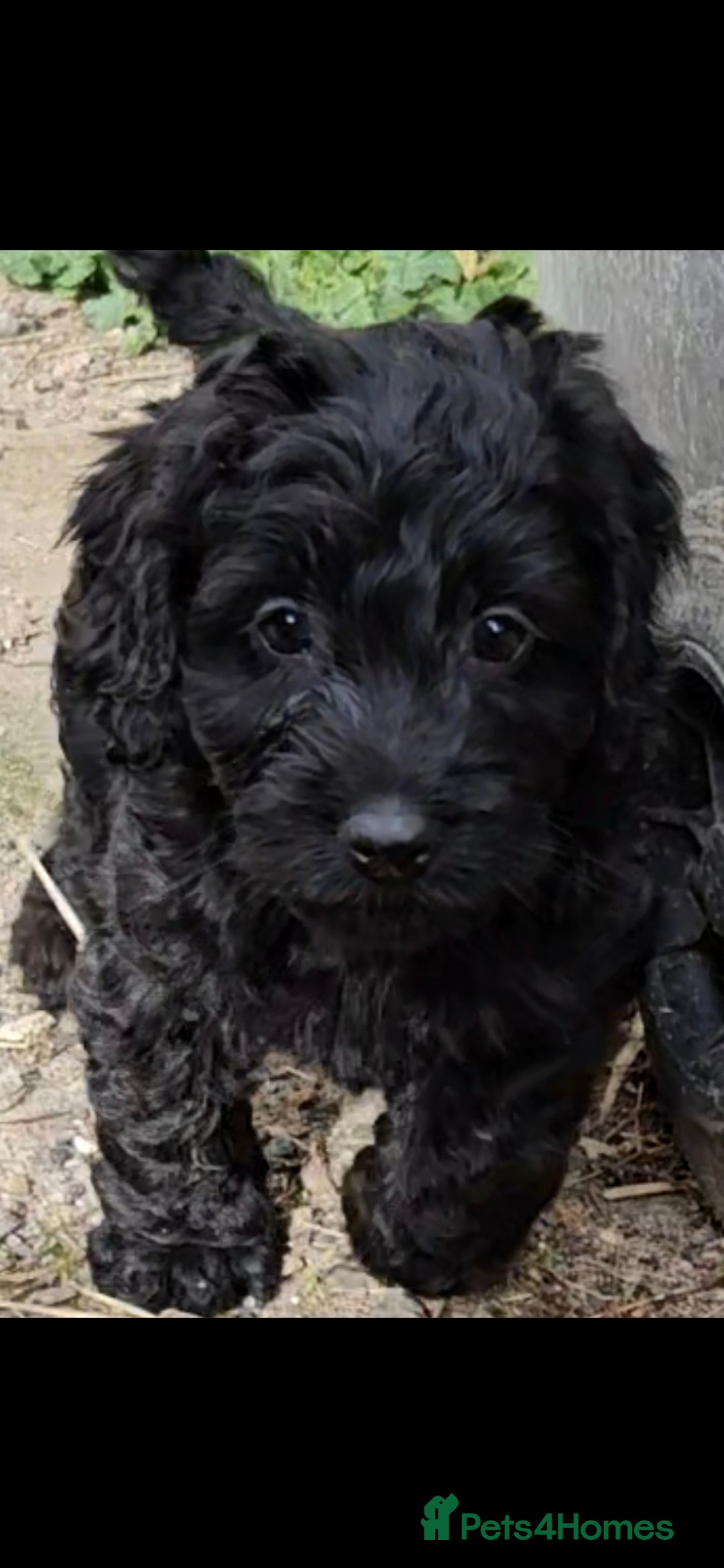 Cockapoo dogs for sale: ONE GORGEOUS BOY LEFT small cockapoos - Image 2
