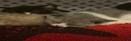 British Shorthair cats for sale: Kittens ready for a new home  - Advert 14