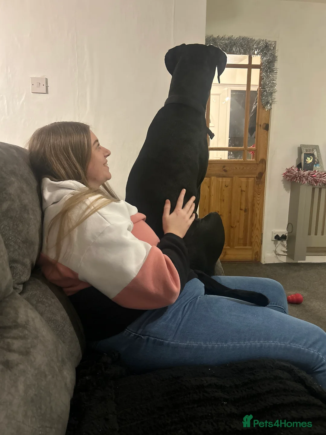 Dobermann dogs for sale: BEAR Rottweiler cross Doberman 💙 - Advert 8