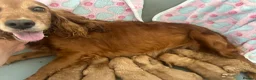Cockapoo dogs for sale: F1 cockapoo girl puppies  - Advert 9