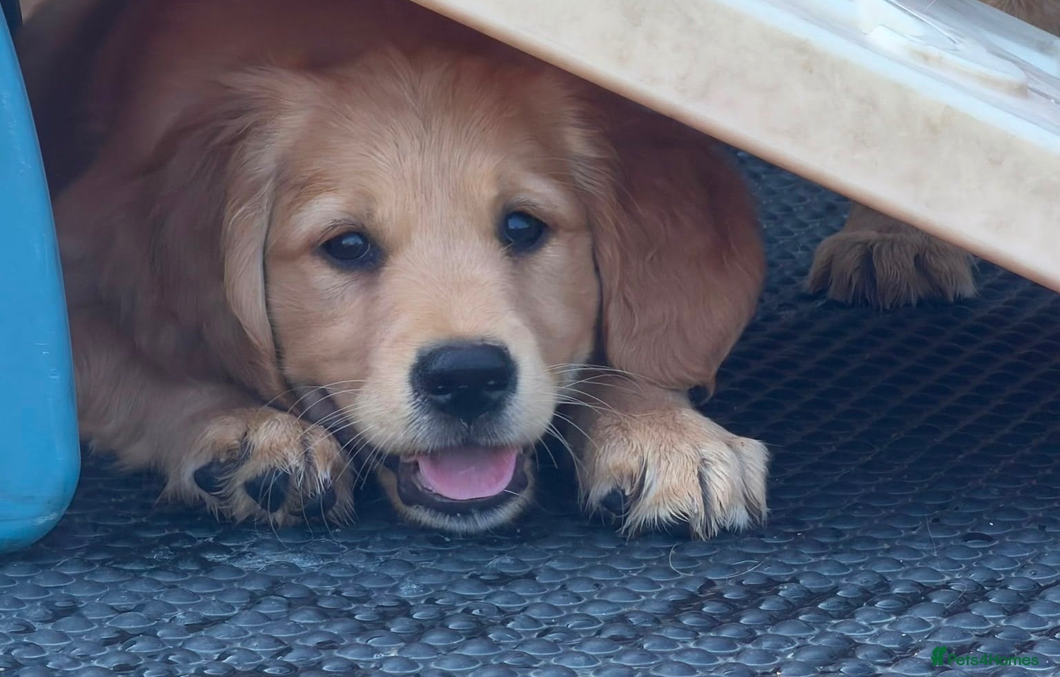 Golden Retriever dogs Golden retriever puppies  - Advert 1