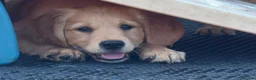 Golden Retriever dogs for sale: ⭐️ HEALTH TESTED GOLDEN RETRIEVER PUPPIES ⭐️  - Advert 1
