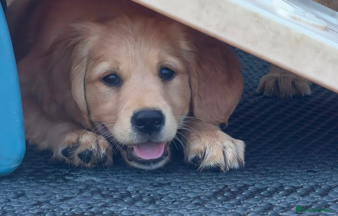 Golden Retriever dogs for sale: ⭐️ HEALTH TESTED GOLDEN RETRIEVER PUPPIES ⭐️  - Advert 1