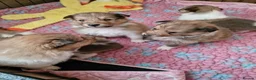 Shetland Sheepdog dogs for sale: Sable/White sheltie male puppies - Advert 4