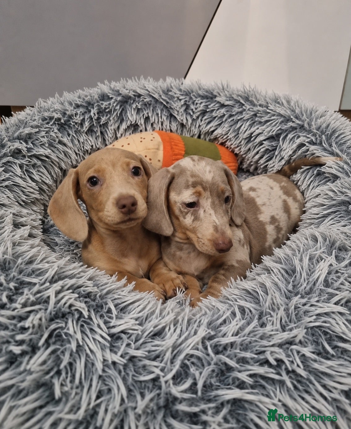 Miniature Dachshund dogs ❤️Mini Dachshund Pups Fully vaccinated Ready Now❤️ - Advert 17