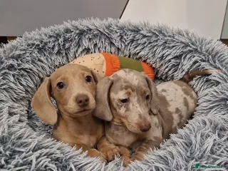 Miniature Dachshund dogs ❤️Mini Dachshund Pups Fully vaccinated Ready Now❤️ - Advert 17