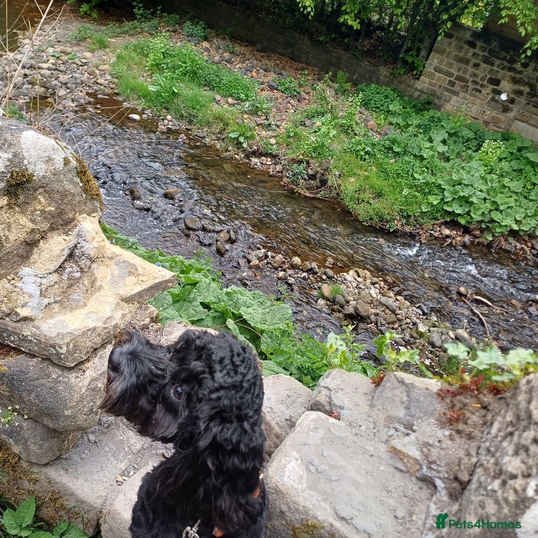 Cavapoo dogs for stud: Cavapoo for stud - Image 4