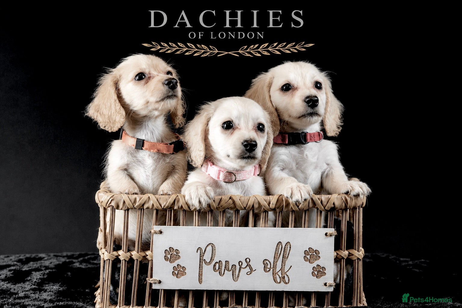 Miniature Dachshund dogs for sale: Exceptional PRA clear champion L/H Dachshund 🤍 - Advert 9