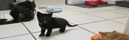 Mixed Breed cats for sale: 7 Adorable kittens ready for their furever home - Advert 38