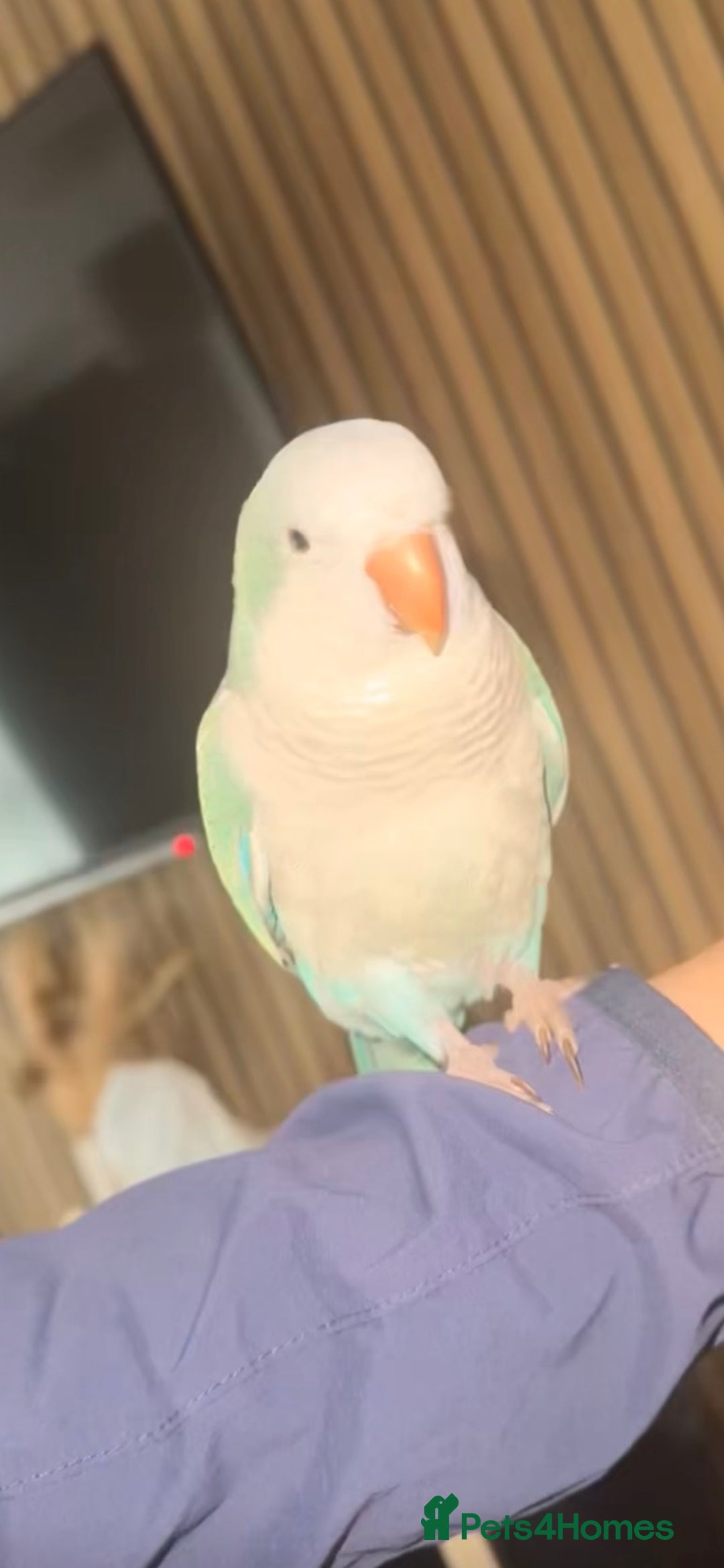 Parrots birds for sale: Quaker - Advert 2