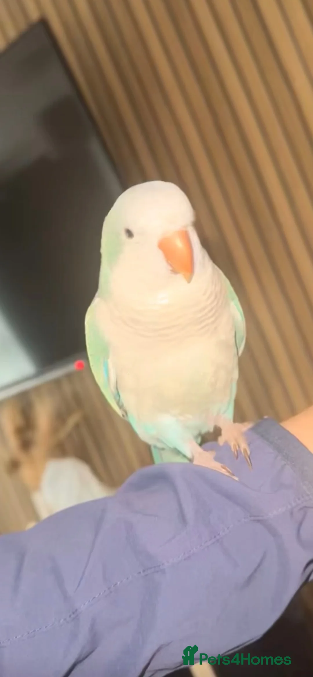 Parrots birds for sale: Quaker - Advert 2