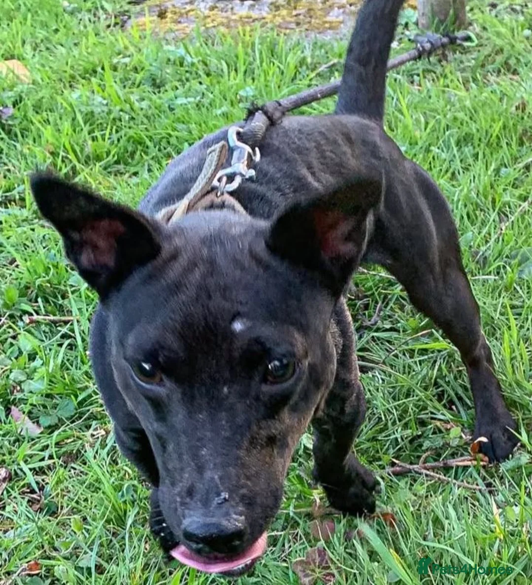 Mixed Breed dogs for sale: Terrier dashound ready to leave  - Advert 8