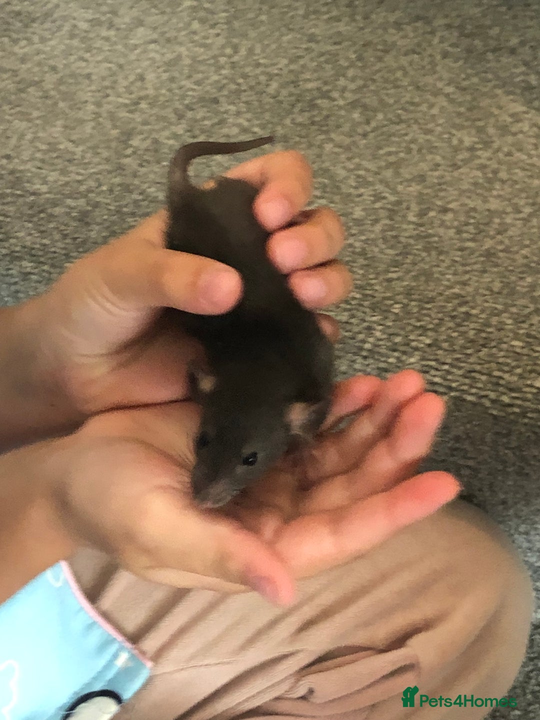 Rat rodents for sale: Baby dumbo rats - Image 4